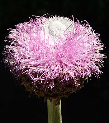 Maral root flower with US quarter for scale